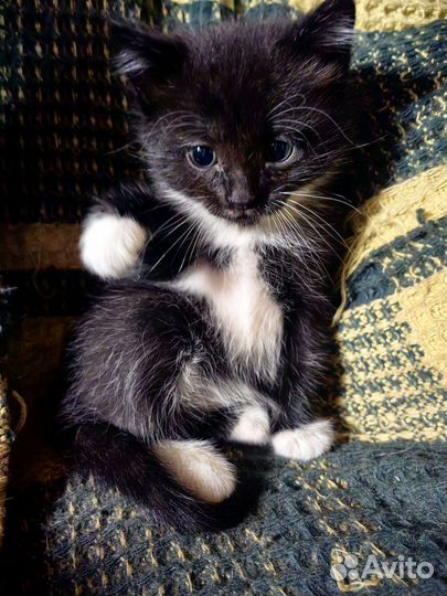 Котик в добрые руки