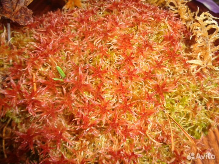 Мох сфагнум (Магелланский)