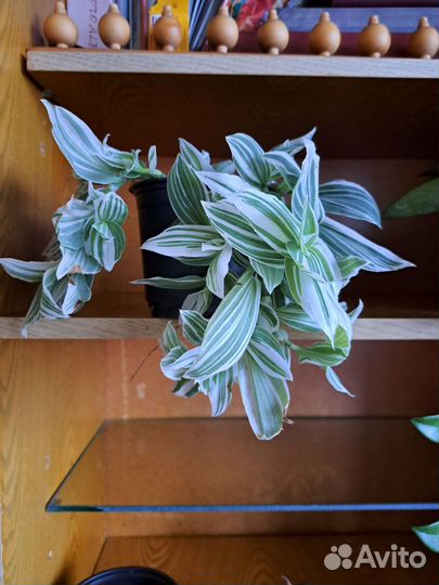 Традесканция рео