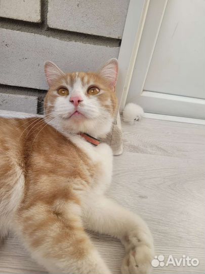 Кот