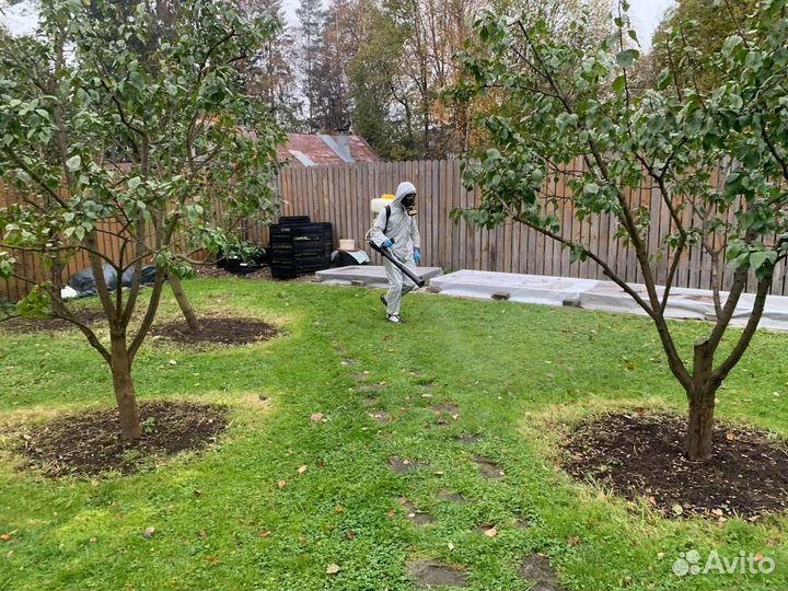 Уничтожение тараканов Дезинфекция Дезинсекция