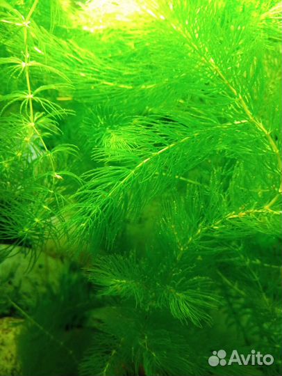 Аквариумные растения Роголистник