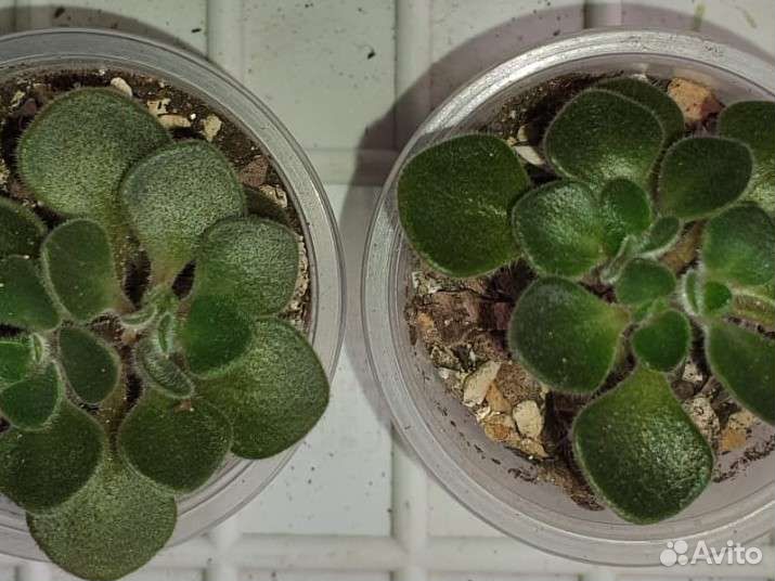 Растения: Аихризон, Цимбалярия