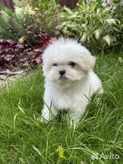 Мальтезе микро