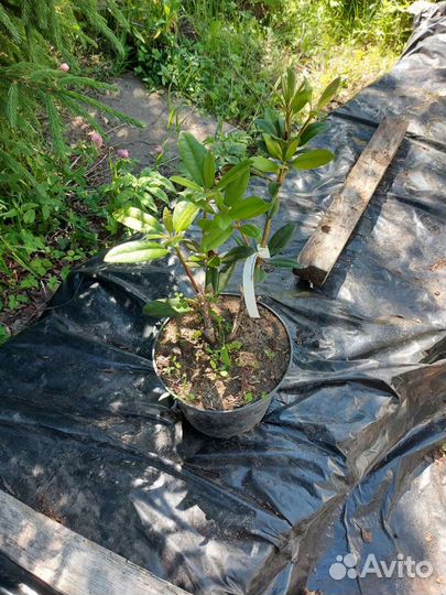 Rhododendron hybrid Alfred