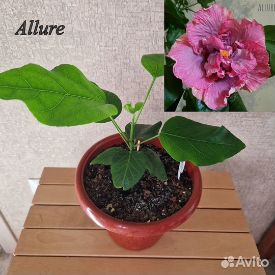 Гибискусы сортовые