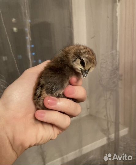 Куры несушки доминант