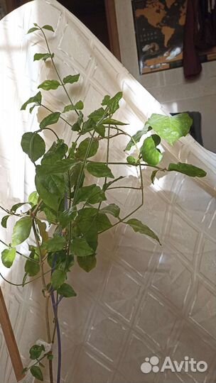 Жасмин комнатный