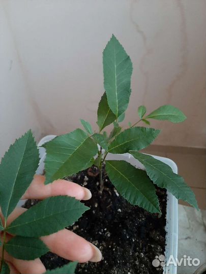 Саженцы ореха пекан прошлого года, обмен