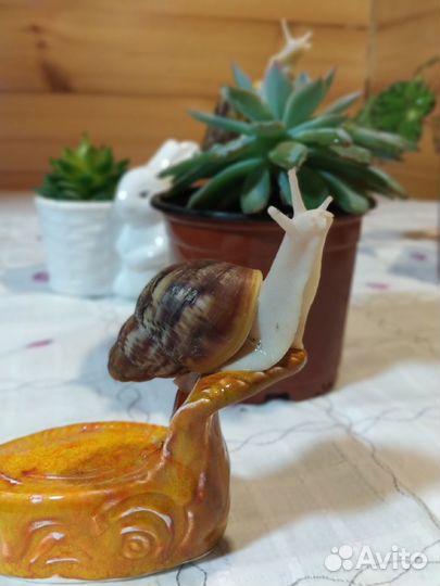 Улитки Архахатины бенины альбино (белотелые )