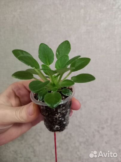 Фиалка Н Подснежник