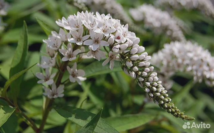 Вербейник ландышевый