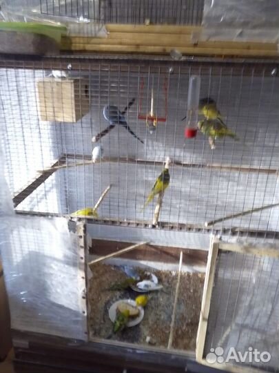 Волнистые попугаи