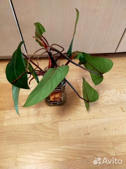 Филодендрон краснеющий, отростки(5шт), бол.горшок