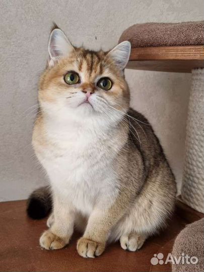 Шотландская в золотом окрасе