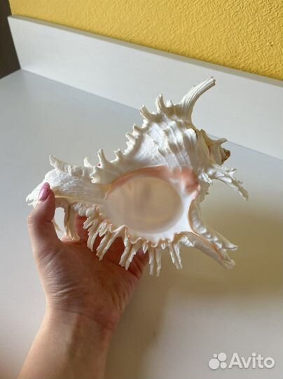 Морские ракушки и кораллы