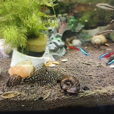 Анциструсы подростки