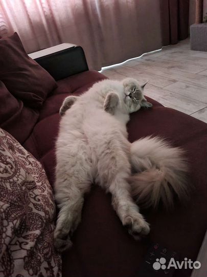 Кот на вязку