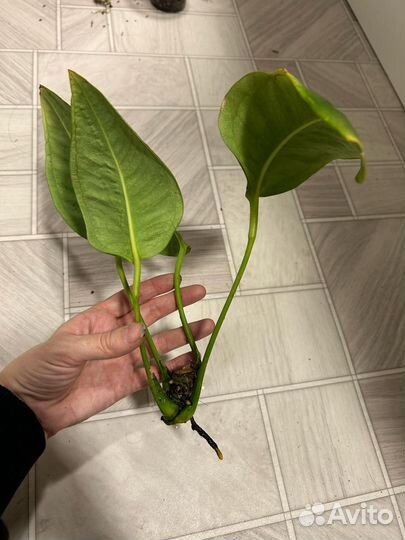 Антуриум Шерцера