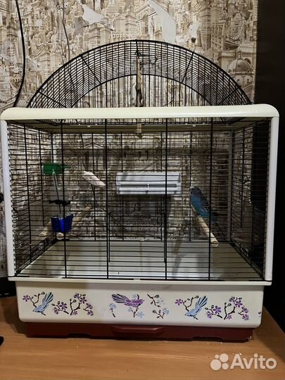 Волнистый попугай