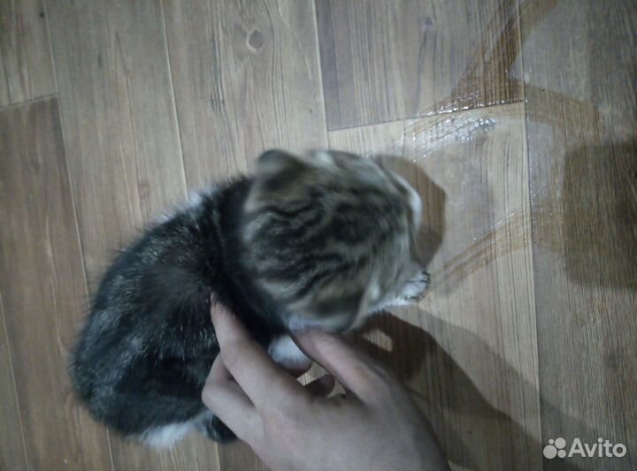 Британская кошка бесплатно