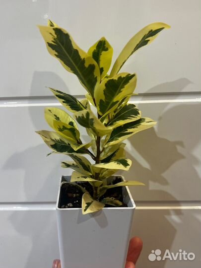 Фикус Альбомаргината