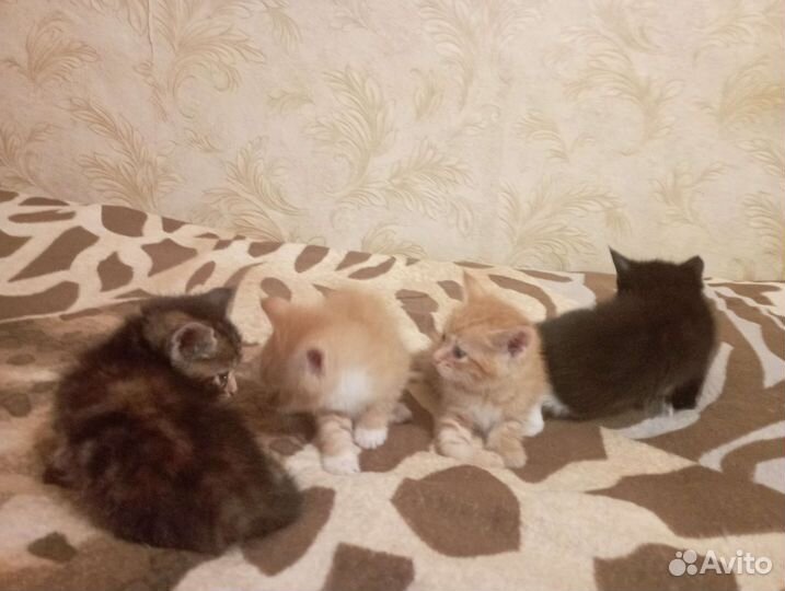 Кошка в дар бесплатно