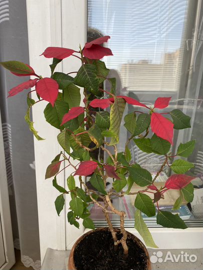 Пуансеттия