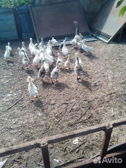 Гуси серые крупные