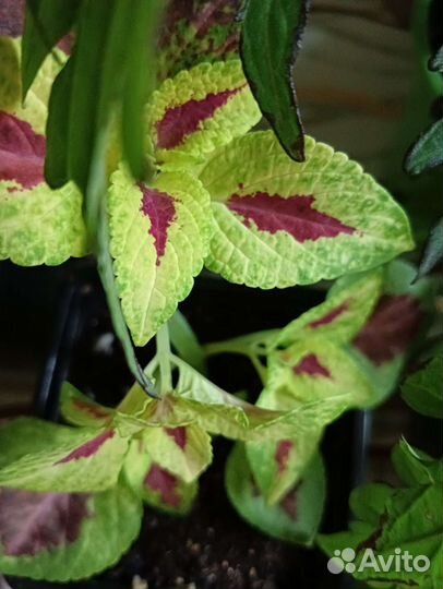 Колеусы из семян и вегетативные