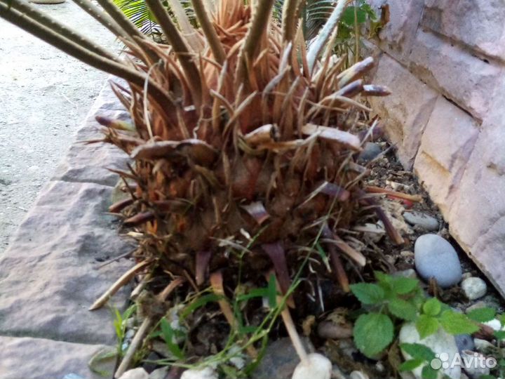 Цикас Саговая пальма