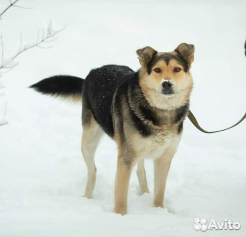Овчаристая Собака Яша в добрые руки