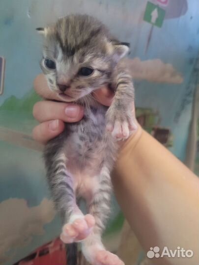 Кошки в добрые руки бесплатно