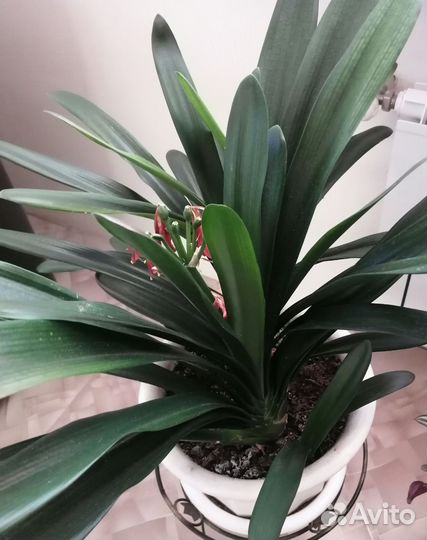 Комнатные цветы кливия