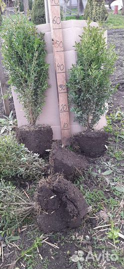 Самшит 20-70см
