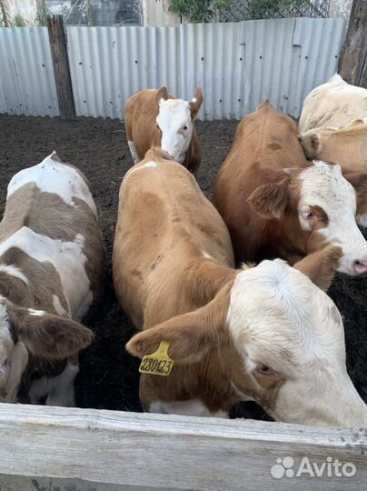 Телята на доращивание