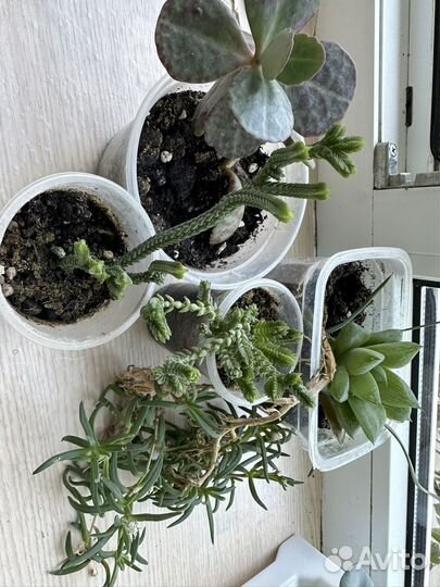 Суккуленты набор