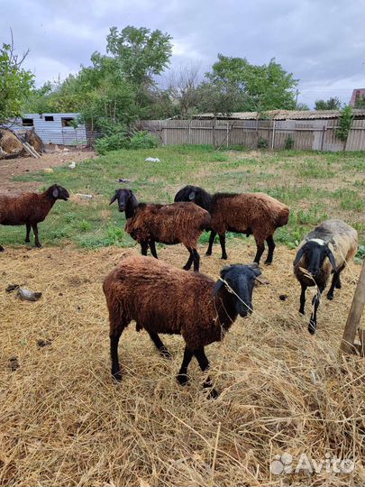 Овцы котные