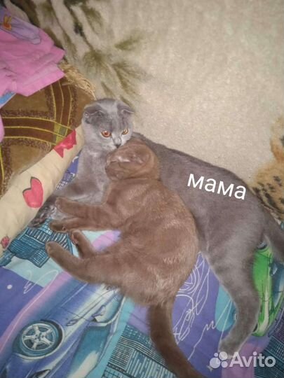 Шотландская вислоухая