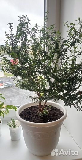 Мирт, черенок