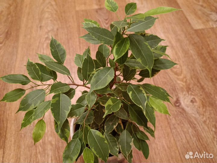 Фикус Бенджамина