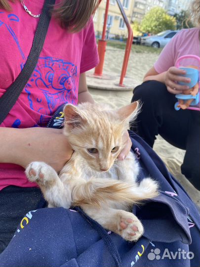 Котенок в добрые руки кот