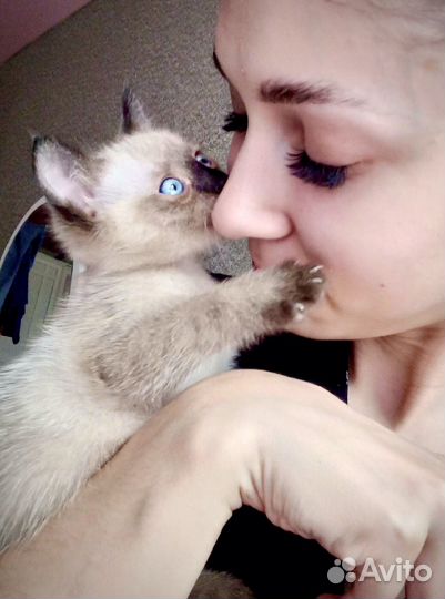 Котенок мальчик