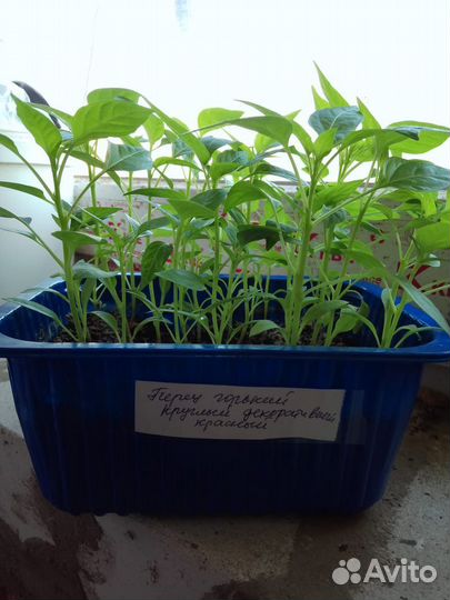 Комнатный жгучий перчик