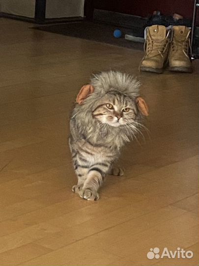 Вязка шотландец