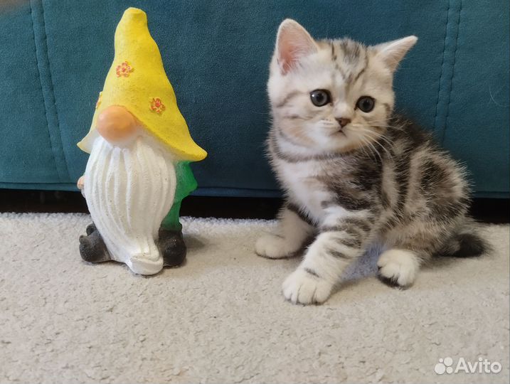 Шотладские котята