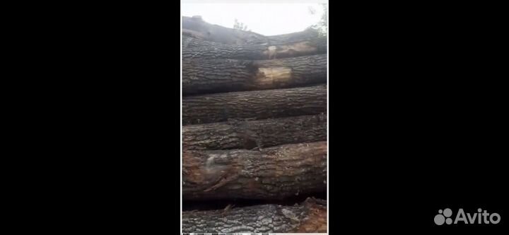 Лес кругляк дуб