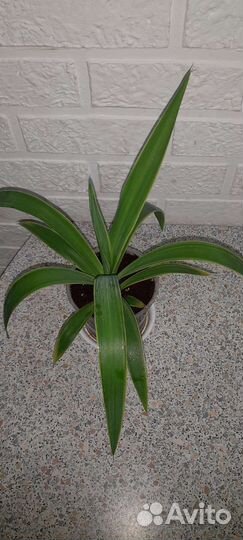 Пальма юкка