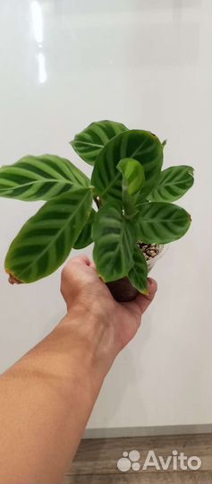 Калатея зебрина, макоя