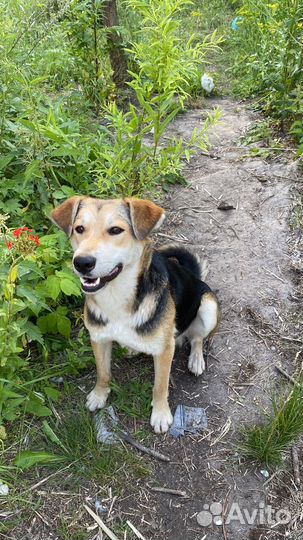 Собака в добрые руки